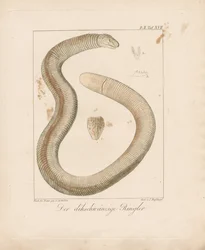 Tykhalet ormeøgle