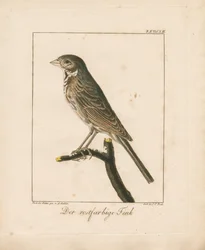 Yellowhammer (håndkoloreret kobberstik)
