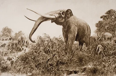 The Chatham Elephant, illustration fra 