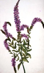 PD.128-1973f.11 Lilla piggede pileurt (Epilobium) 1787 (akvarel og gouache)