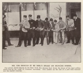 Keepere tvangsfodre en python i New York Zoo, USA (s/h-billede)