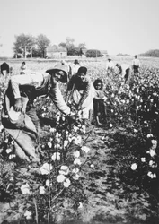 Sorte bomuldsplukkere, ca. 1900 (s/h-billede)