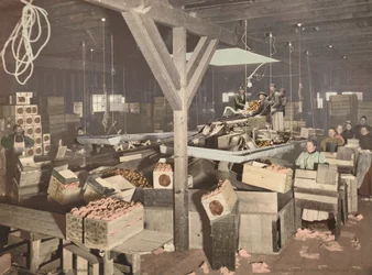 Appelsinpakning i Redlands, udgivet 1899 (foto)