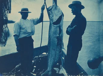 "Tarpon eller sølvkonge", 29. oktober