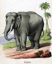 Antik tryk af en elefant