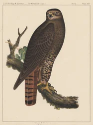 Fugle, tavle XIV, 1855
