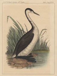 Fugle, tavle XXXVIII, 1855