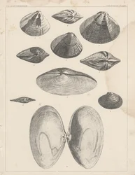 Konkylogisk plade I