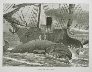 Cutting up the Whale, fra The American Whale Fishery, ca. 1850 (gravering)
