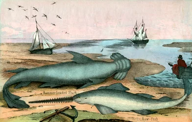 Hammerhaj og savfisk