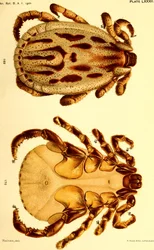 Han Dermacentor reticulatus, illustration fra "Kvægflåter (Ixodoidea) i USA"