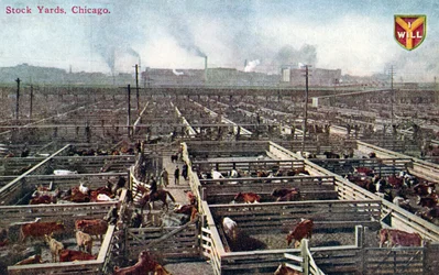 Postkort, der viser lagerpladserne og slagterierne i Chicago, ca. 1910 (farvet foto)
