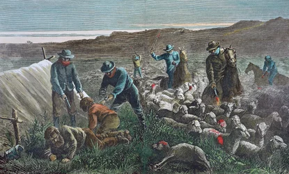 Fåreslagtning under Pleasant Valley Range War, Arizona