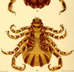 Ventral view of male Boophilus Annulatus, illustration from "Cattle ticksdani