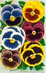 Victorianske stedmoderblomster