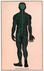 Anatomisk vintagetryk af det menneskelige nervesystem