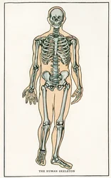 Anatomisk vintagetryk af det menneskelige skelet