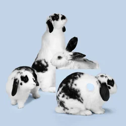 Bunnies 03, 2018 (fotografering)