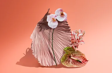 Ikebana 06, 2018 (fotografi)