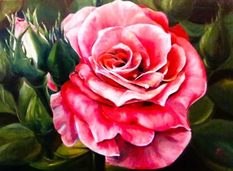 En strålende lyserød rose i fuldt flor