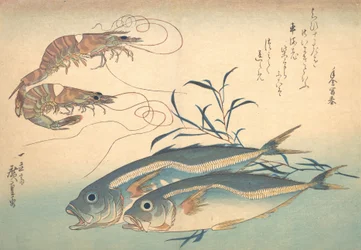 Aji Fish og Kuruma-ebi, fra serien Uozukushi Every Variety of Fish, 1830