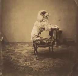 [Kejserinde Eugenies puddel], 1850