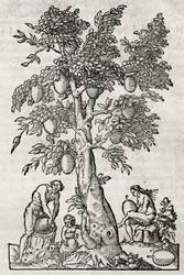 Brødfrugttræ, gravering af Andre Thevet (1504-1592), Paris, Frankrig