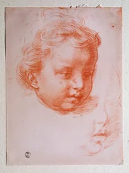 Puttos hoved (Tegning