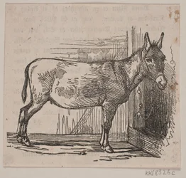 Æsel