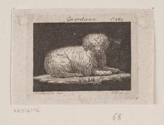 Giordano, en liggende hund