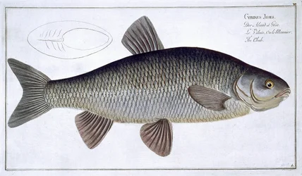 Chub (Cyprinus Jeses) plade VI fra 