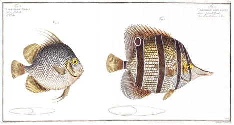 Orb fish: and Billed fish, udgivet af Black, ca. 1790 (tryk)