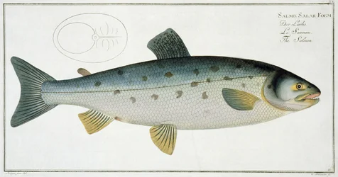 Lakse (Salmo Salar) tallerken XX fra 