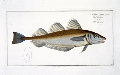 Hvilling (Gadus Merlangus) plade LXV fra 