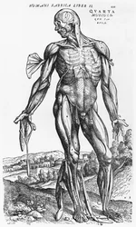 Anatomisk studie, illustration fra "De Humani Corporis Fabrica" af Andreas Vesalius (1514-64), Basel, 1543