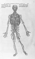 Andrea Vesalius (1514 - 1564), læge for Charles V. "Humani corporis fabrica libri septem", Basel 1543.