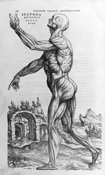 Andrea Vesalius (1514 - 1564), læge for Charles V. "Humani corporis fabrica libri septem", Basel 1543.