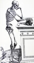 Menneskeligt skelet med kranium i hånden. Fra "De Humani Corporis Fabrica" ​​af Vesalius. Mulig træskærer: Jan von Calcar