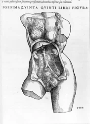 Tavle fra afhandlingen De «Humani Corporis Fabrica libri septem» af André Vésale (1514-1564), nederlandsk anatom (på latin: Andrea Vesalius, på nederlandsk: Andries Van Wesel). Basel 1543.