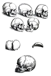Pladerne fra den første bog af De Humani Corporis Fabrica af Andreas Vesalius, (1514-1564)