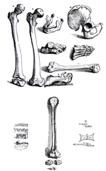 Pladerne fra den første bog af De Humani Corporis Fabrica af Andreas Vesalius, (1514-1564)