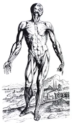 Pladerne fra anden bog i De Humani Corporis Fabrica