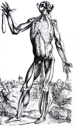 Pladerne fra anden bog af De Humani Corporis Fabrica