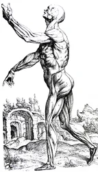 Pladerne fra anden bog af De Humani Corporis Fabrica