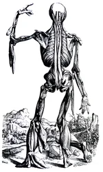 Pladerne fra anden bog i De Humani Corporis Fabrica