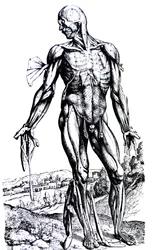 Pladerne fra anden bog af De Humani Corporis Fabrica