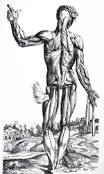 Pladerne fra anden bog af De Humani Corporis Fabrica