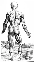 Pladerne fra anden bog af De Humani Corporis Fabrica