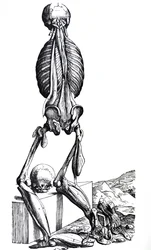 Pladerne fra anden bog af De Humani Corporis Fabrica