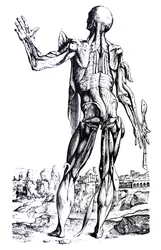 Pladerne fra anden bog af De Humani Corporis Fabrica